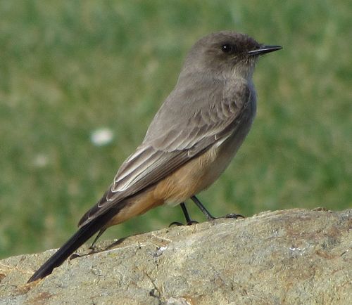 Say's Phoebe